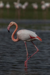 Close-up of flamingo