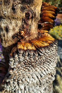 Close-up of a mushroom