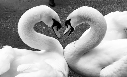 Close-up of swans