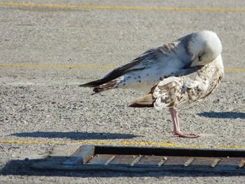 Close-up of seagull