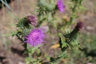 Close-up of purple thistle