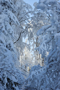 Close-up of snow covered tree