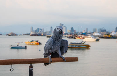 Seagull perching on railing against sea