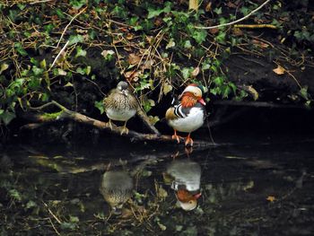 Birds in water