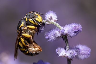 Close-up of bee on purple flower