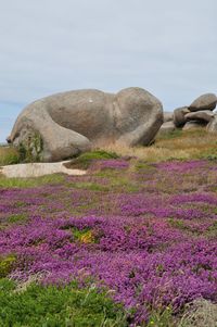 Scenic view of rocks on field against sky