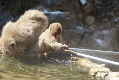 Monkeys drinking water at forest