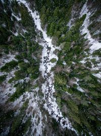 Aerial view of trees at forest during winter