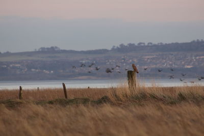 Owl on wooden post against birds flying above lake