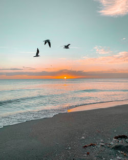 Seagulls flying over sea during sunset