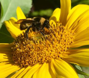 Bee pollinating flower