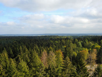 Scenic view of forest against sky