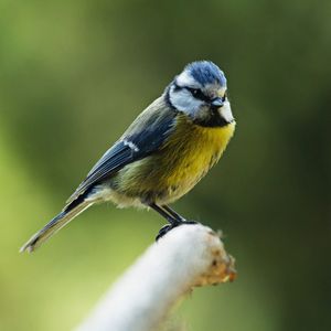 Close-up of bird perching on twig