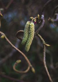 Close-up of flower buds