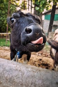 Close-up portrait of a horse