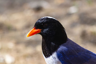 Portrait shot of a red billed blue magpie - wildlife photography - march 2020