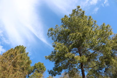 Low angle view of trees against sky