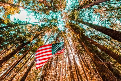 Low angle view of flag against trees