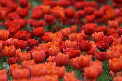 Full frame shot of red tulips