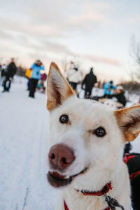 Close-up of dog