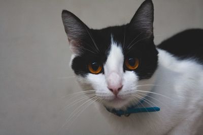 Close-up portrait of cat