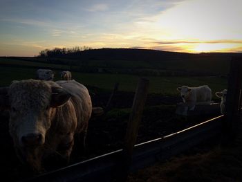 Cow grazing on field at sunset