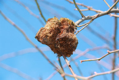 Close-up of dried plant on branch against sky