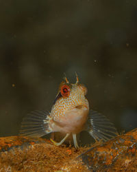 Close-up of fish swimming in sea