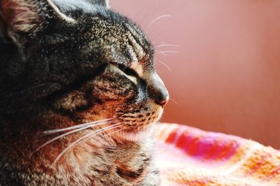 Close-up of a sleeping cat