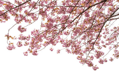 Low angle view of cherry blossoms