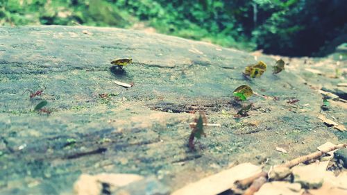 Close-up of leaves growing on moss