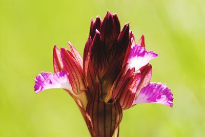 Close-up of pink iris flower