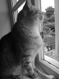 Cat looking away