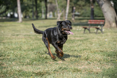 Rottweiler running on grassy field