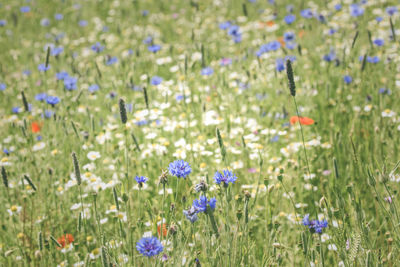 Close-up of purple wildflowers in meadow