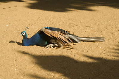 High angle view of peacock on sand