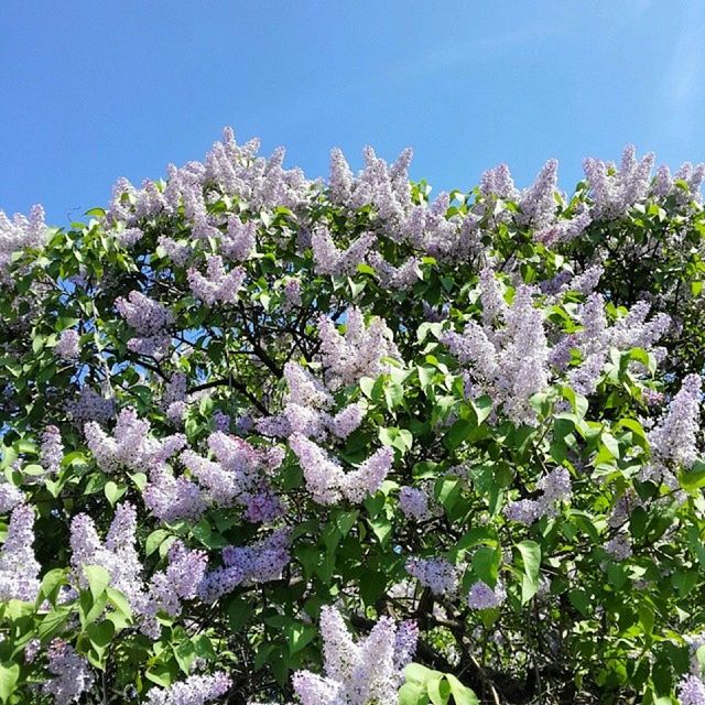 flower, growth, freshness, beauty in nature, clear sky, nature, fragility, white color, tree, blue, plant, blooming, blossom, sunlight, in bloom, low angle view, tranquility, day, springtime, outdoors