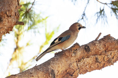 Low angle view of bird perching on tree