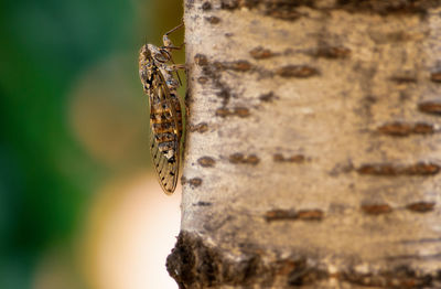 Close-up of butterfly on rock