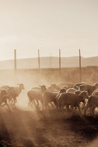 Flock of sheep on field