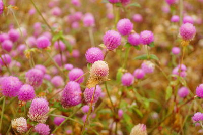 Close-up of pink flowering plants