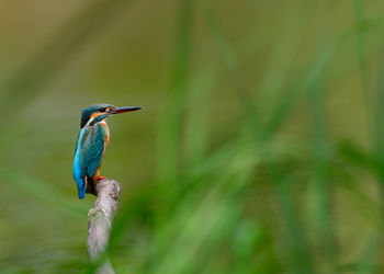 Close-up of kingfisher perching on branch