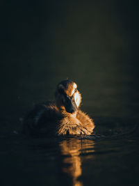 Duck swimming in lake