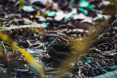 Close-up of bird perching on nest in field