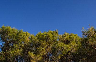 Low angle view of trees against clear blue sky