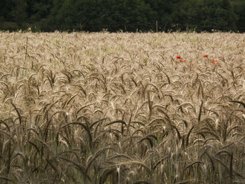 Plants growing on field