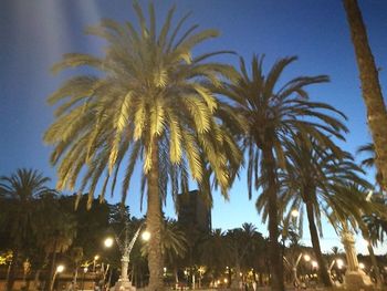 Low angle view of palm trees against clear sky