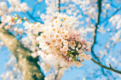 Low angle view of cherry blossom tree