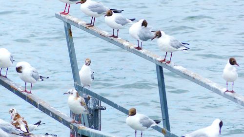 High angle view of seagulls on lake