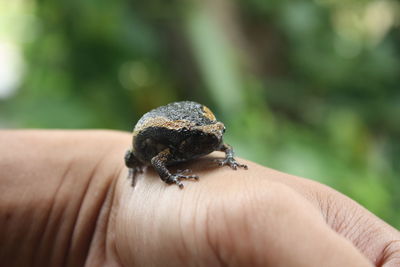 Close-up of insect on hand